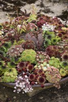 Sempervivums in a shallow metal container in August