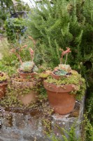 Collection of potted succulents on a stone wall