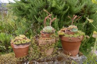 Collection of potted succulents on a stone wall