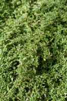 Thymus longicaulis - Thyme used as lawn substitute