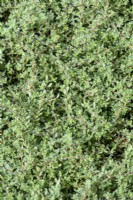 Thymus ciliatus - Thyme used as lawn substitute