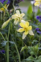 Aquilegia chrysantha 'Lemon Queen' - RHS Malvern Spring Festival 2023 - Bee Positive, Bee Kind, Bee Aware - Designers Rick Ford, Katie Gentle
