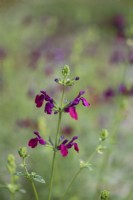 Salvia 'Dyson Maroon' in August