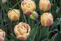 Tulipa ''La Belle Epoque' - RHS Malvern Spring Festival 2023 - Avon Bulbs