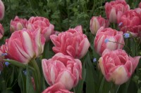 Tulipa 'Foxtrot' - RHS Malvern Spring Festival 2023 - Avon Bulbs