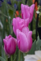 Tulipa 'Mistress' - RHS Malvern Spring Festival 2023 - Avon Bulbs