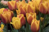 Tulipa 'Cairo' - RHS Malvern Spring Festival 2023 - Pheasant Acre Plants