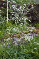 Nature friendly planting - RHS Malvern Spring Festival 2023 - Greener Gloucestershire NHS Garden  - Designer Laura Ashton-Phillips