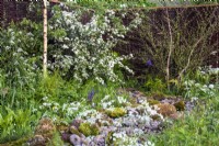 Nature friendly planting on the Greener Gloucestershire NHS Garden  - Laura Ashton-Phillips