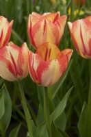 Tulipa 'Spryng Break' - Master Grower RHS Malvern 2023 - HW Hyde and Sons