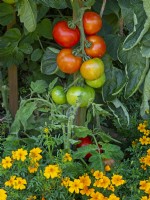 Ripening tomatoes and French marigolds companion planting to repel whitefly  Summer August