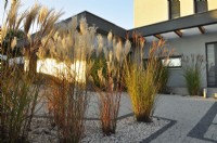 Autumnal miscanthus growing in gravel bed in  front of modern house.
