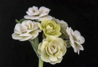 Primula auricula 'Forest Snow' - Master Grower RHS Malvern 2023 - Hillview Hardy Plants