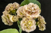 Primula auricula 'Forest Thatch' - Master Grower RHS Malvern 2023 - Hillview Hardy Plants