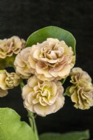 Primula auricula 'Forest Thatch' - Master Grower RHS Malvern 2023 - Hillview Hardy Plants