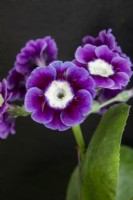 Primula auricula 'Forest Big Smile' - Master Grower RHS Malvern 2023 - Hillview Hardy Plants