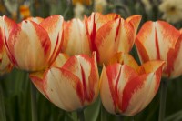 Tulipa 'Spryng Break' - Master Grower RHS Malvern 2023 - HW Hyde and Sons