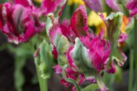 Tulipa 'Red Wave' - RHS Malvern Spring Festival 2023 - Pheasant Acre Plants