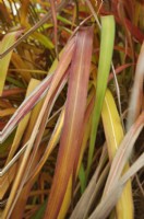 Autumnal leaves of Miscanthus sinensis 'Rosi'.