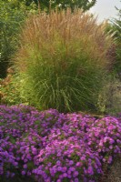 Autumnal border with Aster 'Alice Haslam' and Miscanthus sinensis 'Beauty Queen'.