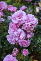 Rosa floribunda 'Home  and  Garden'