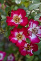 Rosa 'Cherry Meillandecor'