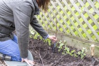 Woman planting Lathyrus 'Painted Lady' plugs