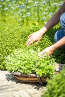 Woman inspecting Thyme bushes