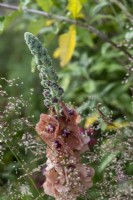 Flower spike of Verbascum 'Helen Johnson' growing amongst Deschampsia cespitosa 'Broneschleier.