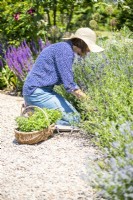 Woman planting among Salvias