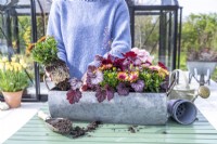 Woman planting metal trough with osteospermum and heuchera