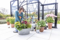 Woman planting orange Canna in large metal container