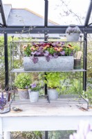 Metal shelves with trough containing Heuchera and Osteospermum with, mint and parsley