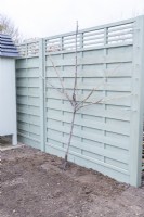 Fig - Ficus planted against a fence being trained to grow in a fan shape