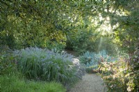 View through variegated trees to gravel path and a bed of Pennisetum and mixed perennials in sunlight at Knoll Gardens, Dorset