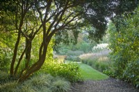Luma apicuata 'Myrtus luma' frames the Long Walk at Knoll Gardens in Dorset with Carex oshimensis 'Evergold' underplanted.