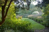 Luma apicuata 'Myrtus luma' frames the Long Walk at Knoll Gardens in Dorset.
