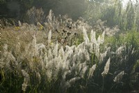 Backlit dew laden grasses at Knoll Gardens in Dorset