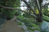 A Eucalyptus chapmaniana 'Bogong Gum' fallen over the pond in the 'Water Garden' at Knoll Gardens in Dorset
