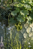 Athyrium niponicum Metallicum and Alchemilla mollis spilling over the edge of a green planter with spires of Oenothera lindheimeri 'Sparkle White' in the foreground, on The Traditional Townhouse Garden, Designer: Lucy Taylor