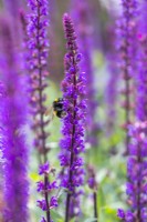 Bee on Salvia 'Caradonna'