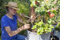 Woman planting Imperata 'Red Baron' at the base of the Apple tree