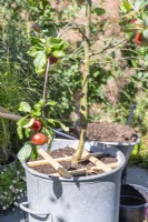 Wooden frame placed around base of apple tree to prevent it moving in the wind