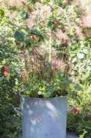 Apple 'Cobra' planted in metal bin with strawberries and Imperatas on stone patio