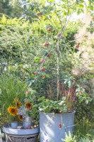 pple 'Cobra' planted in metal bin with strawberries and Imperatas on stone patio next to small table and deck chair