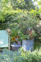 Apple 'Cobra' planted in metal bin with strawberries and Imperatas on stone patio next to small table and deck chair