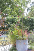 Apple 'Cobra' planted in metal bin with strawberries and Imperatas on patio