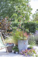 Apple 'Cobra' planted in metal bin with strawberries and Imperatas on patio next to small table and deck chair
