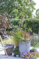 Apple 'Cobra' planted in metal bin with strawberries and Imperatas on patio next to small table and deck chair