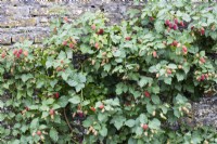 Rubus x loganobaccus in fruit and growing on stone wall. June. Summer